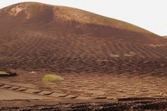 Lanzarote A, wijngaard