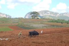 Cuba - Vinales 1