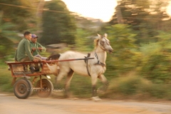 Cuba - paard en wagen