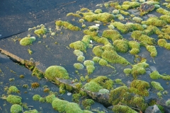 Weesp-Landscroon 2