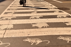 Washington DC, China town, crosswalk