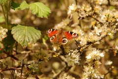 London the Marshes 2