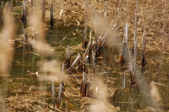 London the Marshes 4