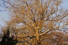 Beukenburg 1