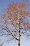 Beukenburg 2
