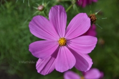 Botanische Tuinen Uithof 1