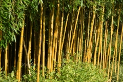 Botanische Tuinen Uithof 2