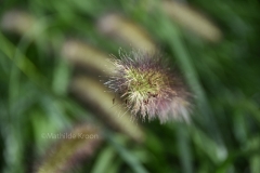 Botanische Tuinen Uithof 3