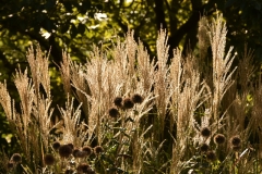 Botanische Tuinen Uithof 6