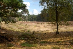 heide bij Driebergen 1
