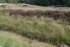 heide bij Driebergen 2