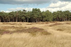 heide bij Driebergen 3