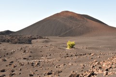 Tenerife-D