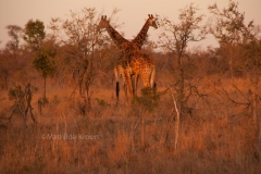 Zuid-Afrika 5