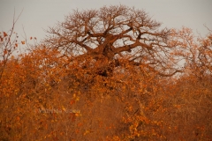 Zuid-Afrika 8