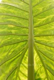 Tenerife-1